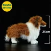 sheltie